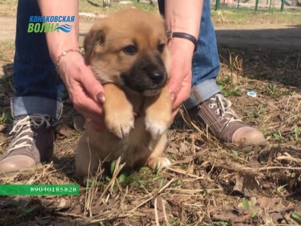 В Конаково безответственные хозяева бросили собаку,