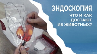 Эндоскопия.  Что и как достают из животных?