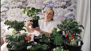 СРОЧНО ПОСЕЙТЕ ЭТО В НОЯБРЕ, ЛЕНИВЫЙ ДОМАШНИЙ ОГОРОД ДЛЯ ЗИМНЕГО УРОЖАЯ
