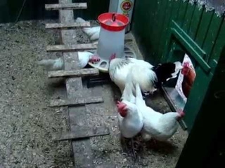 Куры несушки Ломан Браун и Хайсекс.