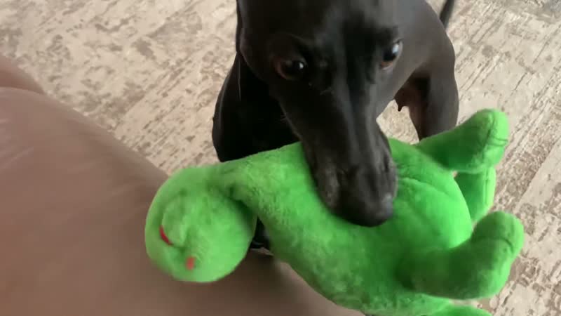 Левретки levrier Italian. Italienisches Windspiel, Italian greyhound,