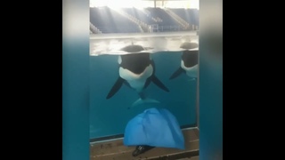 Касатки умнее человека! Видео это доказывает.