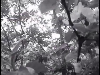 Леонсия Эрденко - Полынь-Трава
