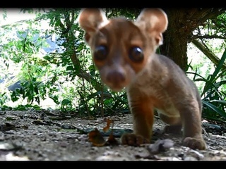 fossa babies run off with camera