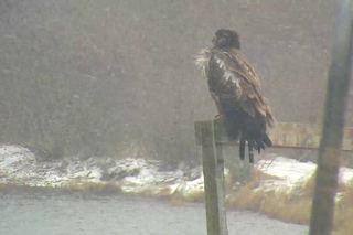Brooks Falls, AK - Young eagle in a snow storm - 11-15-16