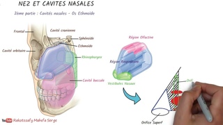 NEZ ET CAVITÉS NASALES - 2è partie : Cavité nasales   Ethmoïde