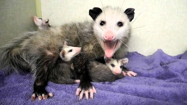 Mother Opossum and Babies