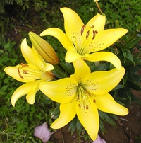 ла гибриды описание. лилия ла гибрид фанжио. ла гибриды описание. лилия азиатская тренди никосия. лилия ла-гибриды fangio.