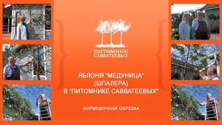 Яблоня “Медуница“ (шпалера). Формовочная обрезка.