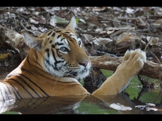 Tadoba Tiger Reserve and National Park, Maharashtra, India