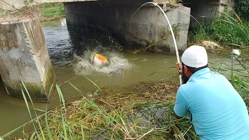Incredible Red bellied Fish Catching , , Big Piranha Fish Catching, rupchand Fish , piranha