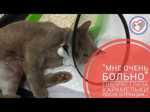 Карамелька со сломанными лапками всё оказалось ЕЩЁ