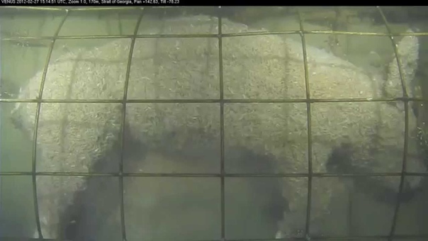 Caged pig forensic experiment in the
