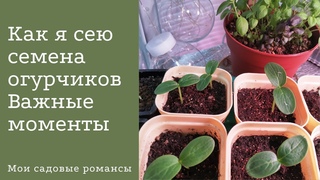 Посев огурцов на рассаду.Все просто, но есть  важные моменты. А все ли получилось?