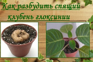 Как разбудить спящий клубень глоксинии