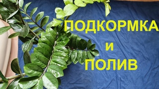 Замиокулькас: подкормка и полив- это просто.