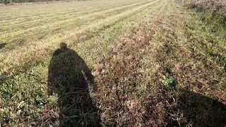 Подранок оленя. Добор. Баварская Горная Гончая. Жесткошерстная такса.