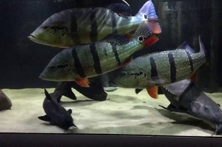 huge cichla temensis (70-80cm)