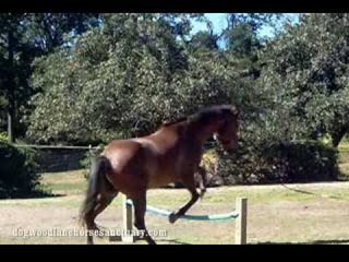 Blind Horse Jumping - Dogwood Lane Horse Sanctuary