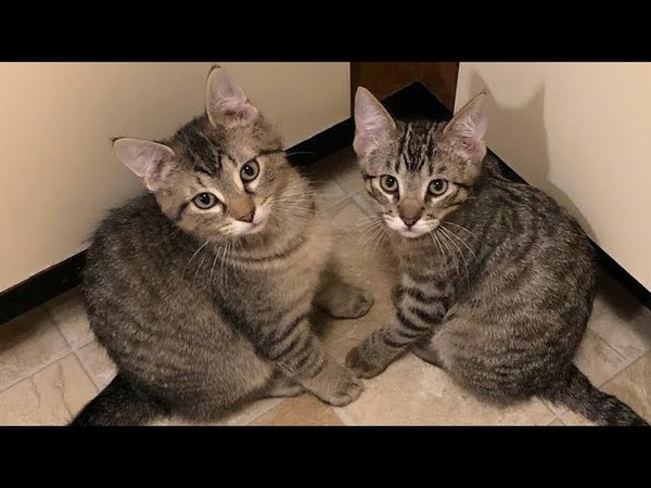 Lovely Tabby Cat Brothers Lenox