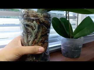 Кора дуба для орхидей.Тест.21 день.Результаты.
