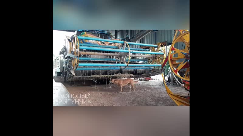 Doggo Tickles Himself On Combine