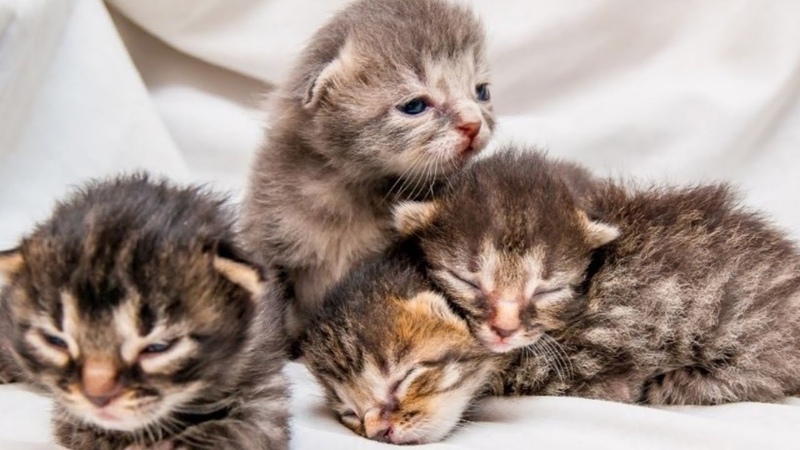 Cute Kitten Doing Funny Things 2021, Cutest Cats, Kittens,