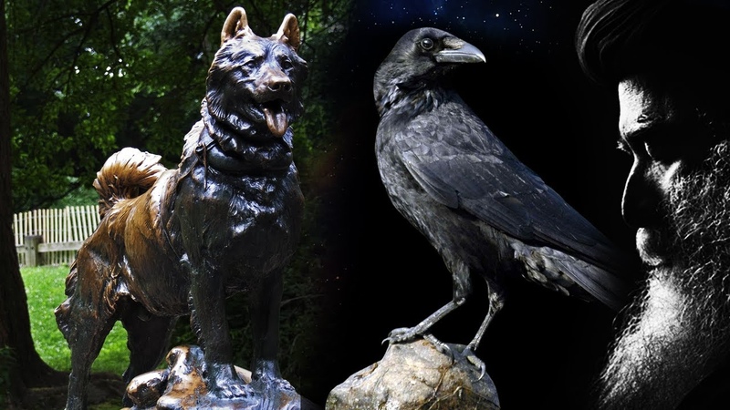 Secret Powers Of Crow That You Dint Know , Swana, Kaka, Dogs, Birds, Mystic, Sadhguru,