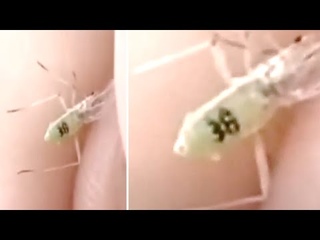 Someone Just Found A Wild Mosquito But After Taking A Closer Look Made A Strange Discovery