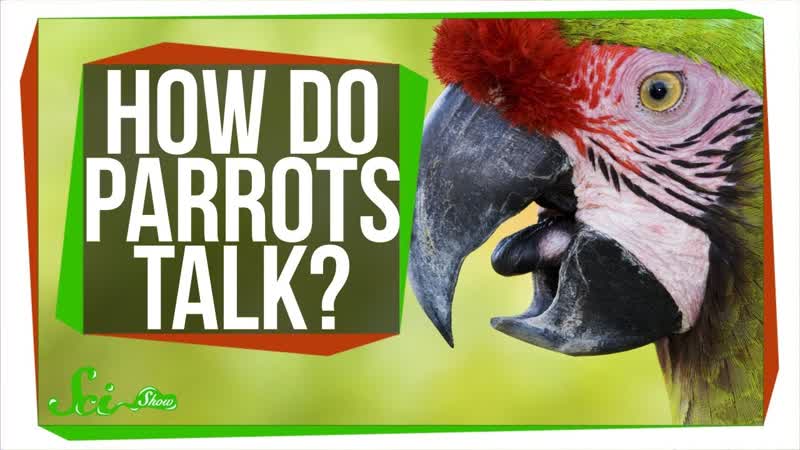 How Do Parrots Talk Like