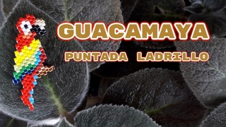 GUACAMAYA/PAJARO MIYUKI/LORO MOSTACILLA SIN TELAR /Puntada Ladrillo/BRICK STITCH [ PASO A PASO]
