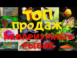ТОП ПРОДАЖ аквариумных рыбок