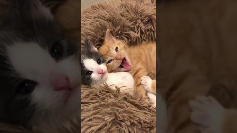 I love kitties They made my day happy ,