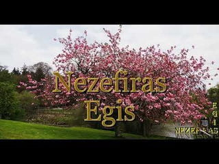 4K, DUNGANNON PARK, NORTHERN IRELAND`2019 ’’The Time Is Coming When Sakuras Bloom’’ - EPISODE-2