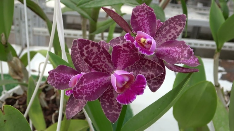 Цветение сентября 2023. Cattleya Marilyn Lew, Cattleya
