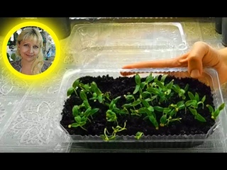 🌱Посев семян Баклажанов с кипятком ! Результат как всегда !!! 🌱