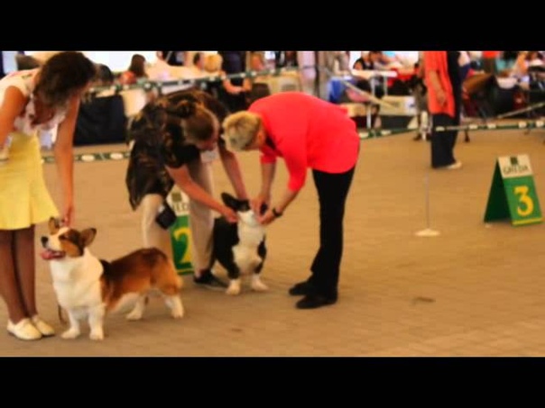 CUP of Ascona 2013. Вreed : Welsh Corgi