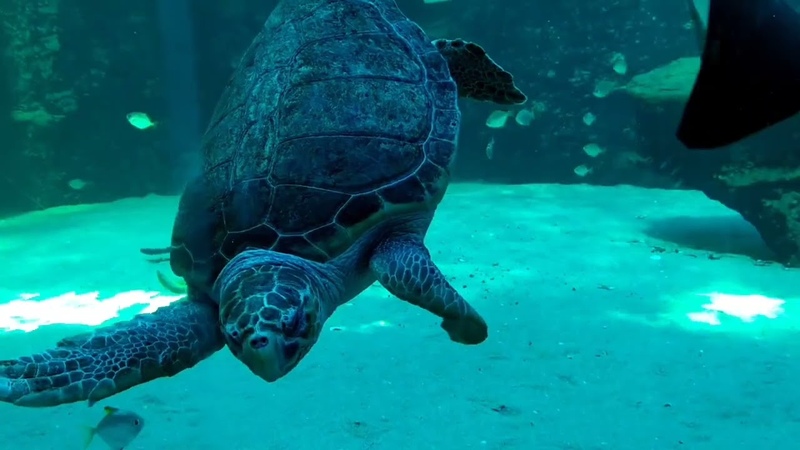 Music for meditation, relaxation, massage. Undersea world 11 мая 2023