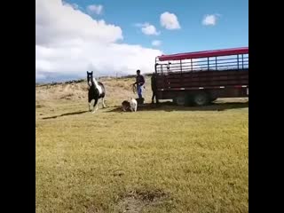 horseonig-___CEUFOQ4HKLh___-.mp4