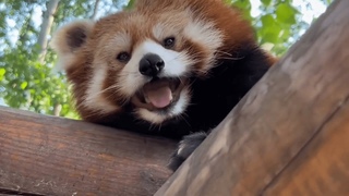 Watch a Red Panda sneeze