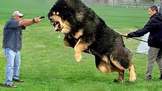 35 Hero Animals that Saved Human Lives !