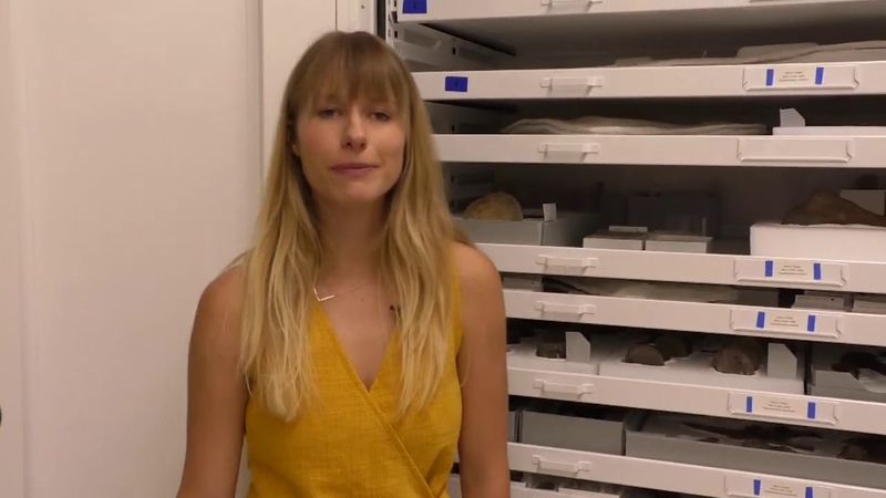 Paleontology Collections Lab