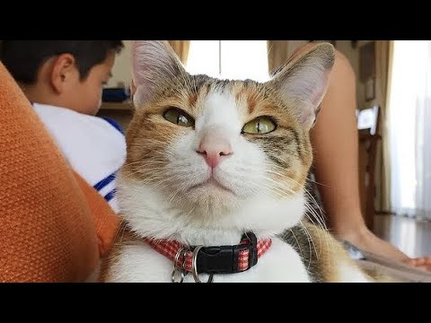 Lovely Cat Koyuki Interrupts