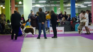Australian shepherd speciality, , Russia, Moscow, males, veteran class