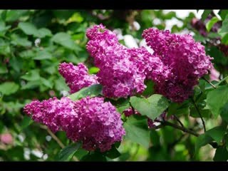 Лариса Крылова - ЧАРЫ СИРЕНИ(Пойдём со мной)
