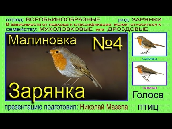 Зарянка. Малиновка. Голоса