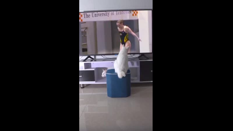 2_5388863236856613061.mp4