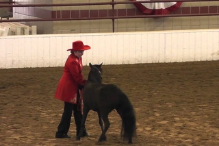 disagreeable pony\противная пони