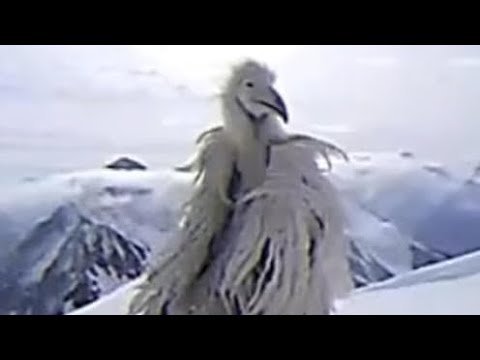 FREE Opium Bird opium destroy lonely ambient type