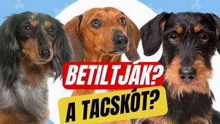 Tnyleg BETILTJK A TACSKKAT a nmetek